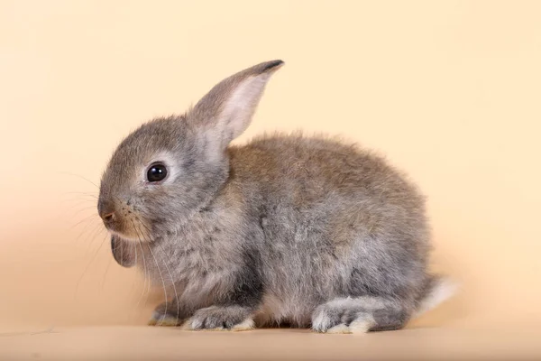 Очаровательный Маленький Кролик Светлом Оранжевом Фоне Молодой Милый Кролик Сидит — стоковое фото