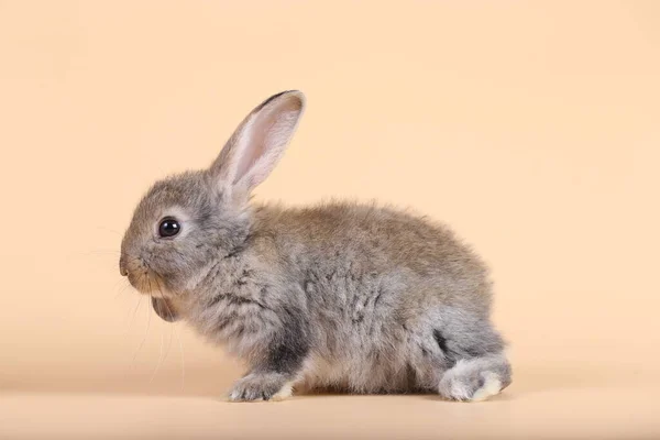 Adorável Coelhinho Bebê Fundo Laranja Claro Jovem Coelhinho Bonito Sentar — Fotografia de Stock