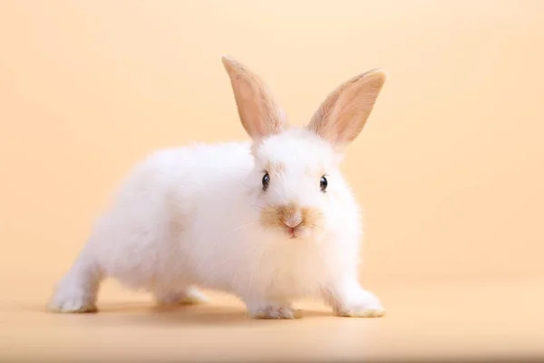 Очаровательный Маленький Кролик Светлом Оранжевом Фоне Молодой Милый Кролик Сидит — стоковое фото