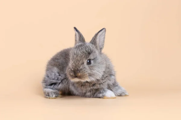 Adorabile Coniglietto Sfondo Arancione Chiaro Giovane Coniglietto Carino Sedersi Vivace — Foto Stock