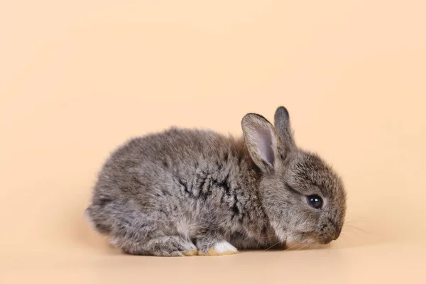 Adorável Coelhinho Bebê Fundo Laranja Claro Jovem Coelhinho Bonito Sentar — Fotografia de Stock