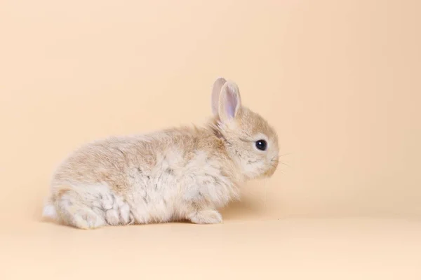 Bedårande Liten Baby Kanin Ljusorange Bakgrund Ung Söt Baby Kanin — Stockfoto