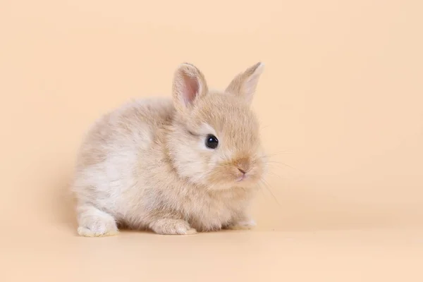 Adorable Little Baby Rabbit Light Orange Background Young Cute Baby — Stock Photo, Image
