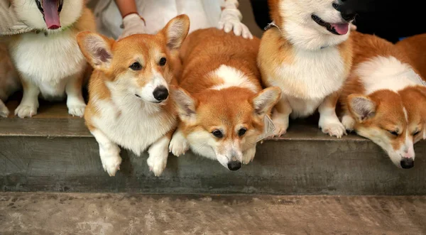 Corgi Modernen Haus Pembroke Welsh Corgi Entstanden Pembrokeshire Wales Welsh — Stockfoto