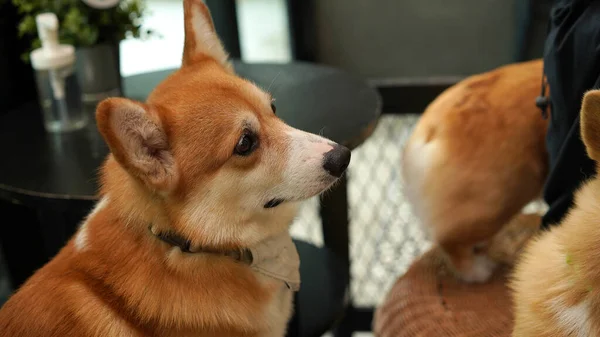 Corgi Casa Moderna Pembroke Welsh Corgi Originário Pembrokeshire País Gales — Fotografia de Stock