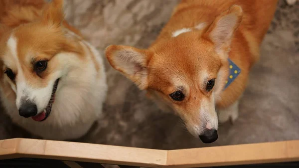 Κόργκι Στο Μοντέρνο Σπίτι Pembroke Welsh Corgi Από Pembroke Της — Φωτογραφία Αρχείου