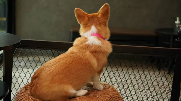 코르기 펨브로크 웨일스 Pembroke Welsh Corgi 웨일스의 페이지커 셔에서 유래되었다 — 스톡 사진