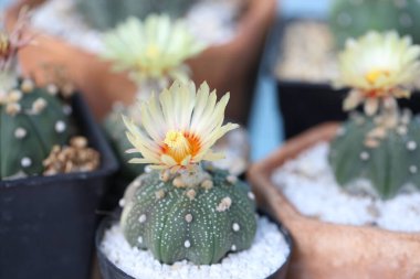 Kaktüs çiçeği saksıda çiçek açar. Astrophytum / Gymnocalycium kaktüsü sarı çiçekli ve kabarık tüylü. Kutuda bir sürü küçük saksı kaktüsü, çiçek poleni ile birlikte içine yerleştirilmiş..