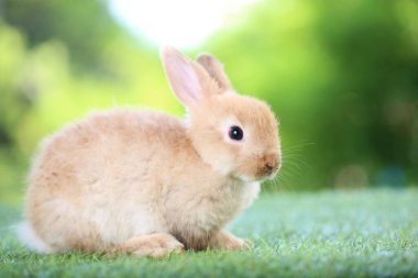 Arka planda doğal bokeh olan yeşil çimenli şirin bir tavşan. Bahçede oynayan sevimli tavşan.
