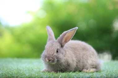 Arka planda doğal bokeh olan yeşil çimenli şirin bir tavşan. Bahçede oynayan sevimli tavşan.