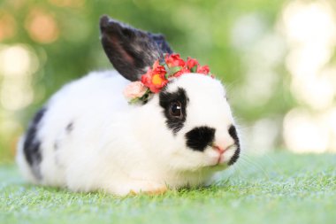 Yetişkin tavşan arka planda yeşil tanelerin üzerinde oturur. Tatlı olgun tavşancık kafasına çiçek çelengi takıyor. Evcil hayvan fotoğrafın güzelmiş..