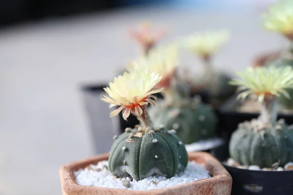 Cactus Flower Blossoms Pot Astrophytum Gymnocalycium Cactus Yellow Flower Its — Stock Photo, Image