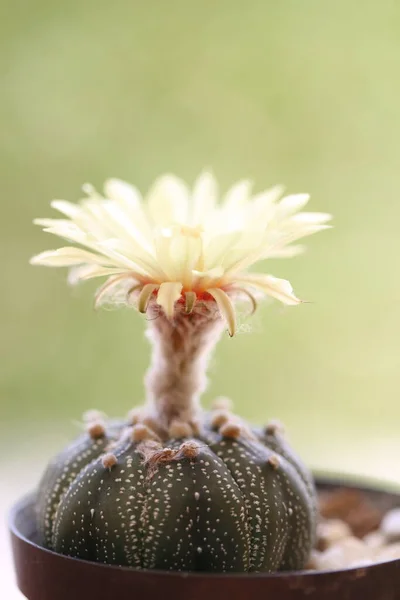 Les Fleurs Cactus Fleurissent Pot Astrophytum Gymnocalycium Cactus Avec Fleur — Photo