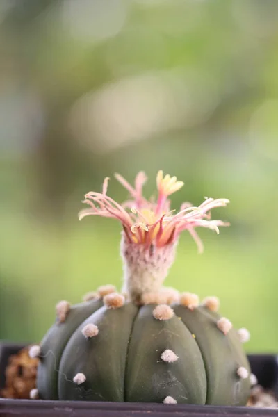 Cactus Bloeit Pot Astrofytum Gymnocalycium Cactus Met Gele Bloem Pluizig — Stockfoto