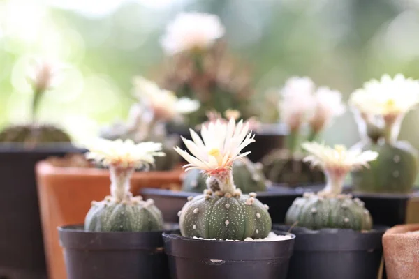 Kwiat Kaktusa Kwitnie Doniczce Astrophytum Gymnocalycium Kaktusy Żółtym Kwiatem Jego — Zdjęcie stockowe