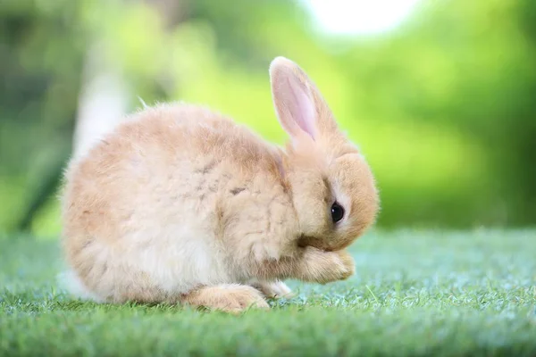 可爱的小兔子在绿色的草地上 背景是天然的山核桃 年轻可爱的兔子在花园里玩耍 — 图库照片