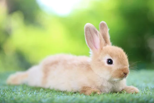 Aranyos Litte Nyúl Zöld Természetes Bokeh Mint Háttér Fiatal Imádnivaló — Stock Fotó