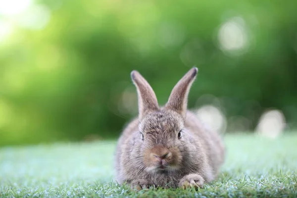 Lindo Conejo Pequeño Sobre Hierba Verde Con Bokeh Natural Como — Foto de Stock