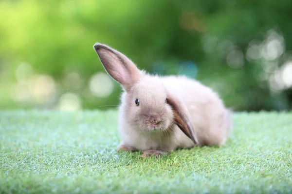 Carino Coniglio Litte Erba Verde Con Bokeh Naturale Come Sfondo — Foto Stock