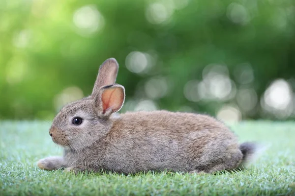 Lindo Conejo Pequeño Sobre Hierba Verde Con Bokeh Natural Como —  Fotos de Stock