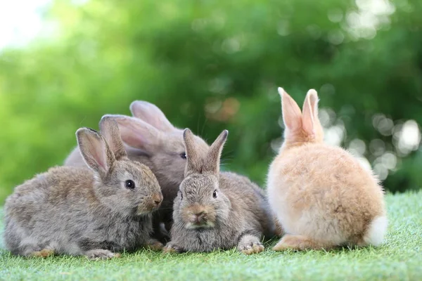 Nettes Kleines Kaninchen Auf Grünem Gras Mit Natürlichem Bokeh Als — Stockfoto