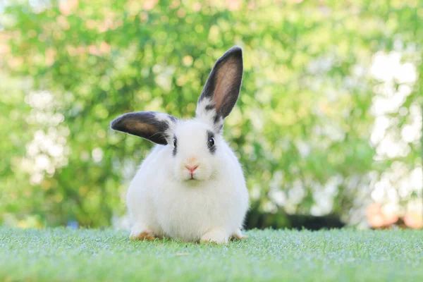 토끼는 자연의 Bokeh 그래스 배경으로 앉는다 귀엽고 토끼는 화환을 머리에 — 스톡 사진