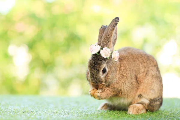 Dospělý Králík Sedí Zelené Zrno Přírodě Bokeh Jako Pozadí Krásný — Stock fotografie