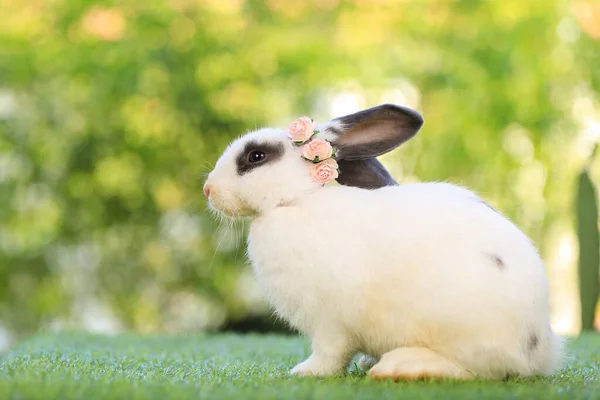 Erwachsene Kaninchen Sitzen Auf Grünen Gräsern Der Natur Bokeh Als — Stockfoto