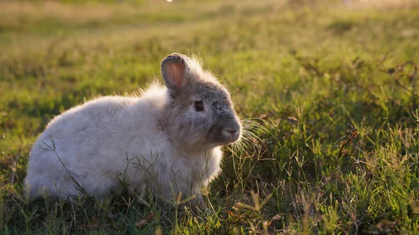 Kanin Gräsplan Nautre Bunny Spela Livligt Skogen Solnedgången Säkert — Stockfoto