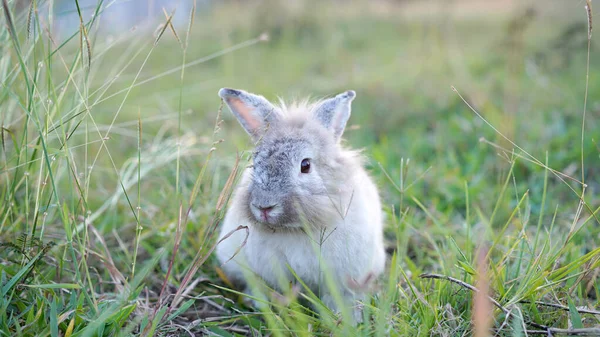Králík Travnatém Poli Nautre Bunny Hrát Živě Lese Při Západu — Stock fotografie