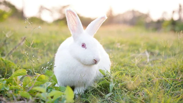 Nautre 'deki çim tarlasında tavşan. Bunny plaay ormanda canlı günbatımında güvenle.