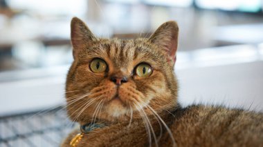 Kedi kafesinde ya da evcil hayvan restoranında kısa saçlı bir Amerikan kedisi. Kısa kulaklı ve sevecen hayvan dostu tüylü ev hayvanı..