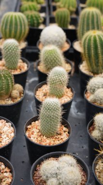 Kaktüs, pek çok çeşit tatlı bitkisi ve yaprak gibi iğnesi var. Tencere ve bahçedeki çeşitli kaktüsler. Sulu bitkiler kuru alanda yetişir.