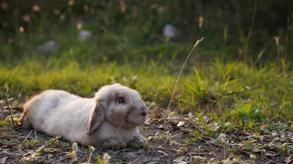 Lapin Dans Les Champs Verts Manière Ferme Beau Lapin Vivant — Photo