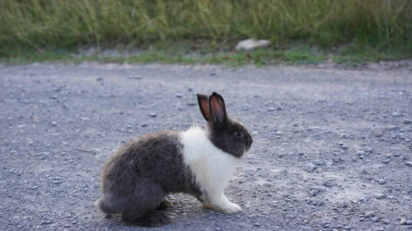 Kaninchen Auf Der Grünen Wiese Und Auf Dem Hof Schöne — Stockfoto