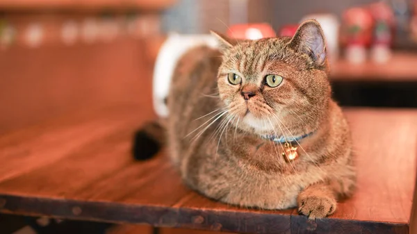 American Short Hair Brown Cat Cat Cafe Pet Restaurant Home — Stock Photo, Image