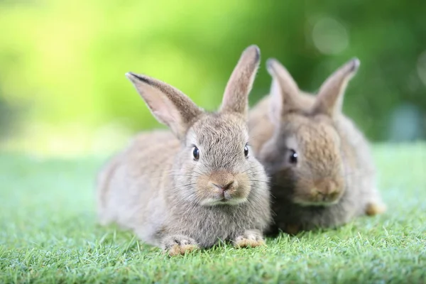 緑の芝生の上で 天然のボケを背景に可愛いウサギ 若いです可愛いですウサギ遊び庭 — ストック写真