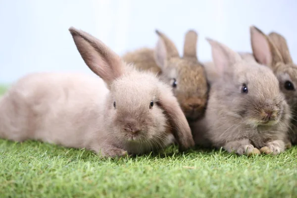 Schattige Jonge Konijnen Familie Groep Groen Gras Mooie Konijntjes Met — Stockfoto