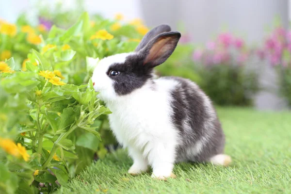 Jeune Deux Lapins Mignons Gardent Avec Des Fleurs Minuscules Fleurs — Photo