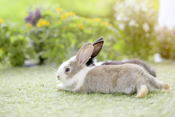 Young Two Cute Rabbits Gardent Blossom Tiny Flowers Baby Bunny — Stock Photo, Image