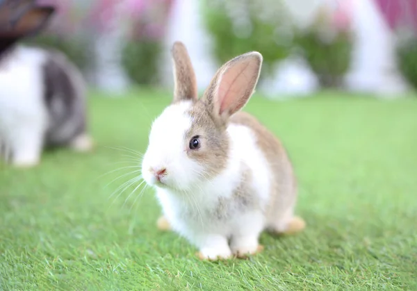 Jonge Twee Schattige Konijnen Knaagdier Met Bloesem Kleine Bloemen Baby — Stockfoto