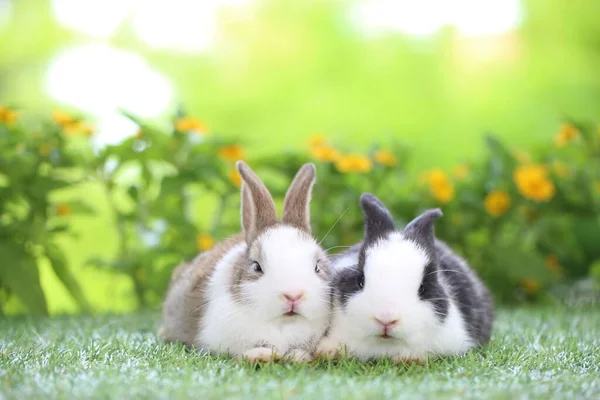 小さな花が咲く庭の若い2つのかわいいウサギ 春には植物園でうさぎが楽しめます — ストック写真