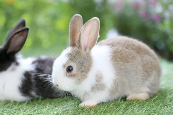 Giovani Due Simpatici Conigli Gardo Con Fiori Piccoli Fiori Baby — Foto Stock