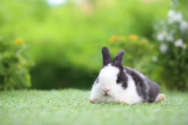 Young Two Cute Rabbits Gardent Blossom Tiny Flowers Baby Bunny — Stock Photo, Image