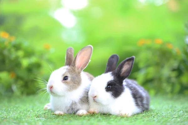 Young Two Cute Rabbits Gardent Blossom Tiny Flowers Baby Bunny — Stock Photo, Image