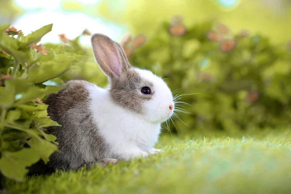 Young Two Cute Rabbits Gardent Blossom Tiny Flowers Baby Bunny — Stock Photo, Image