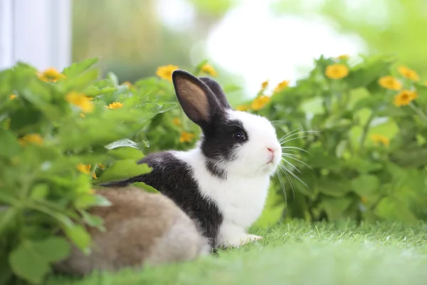 Junge Zwei Niedliche Kaninchen Gärtnerei Mit Blühenden Winzigen Blüten Hasenbabys — Stockfoto
