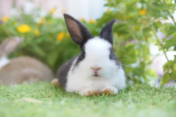 年轻的两只可爱的兔子 开着小花 头戴花环 春天的时候 小兔子在植物园里很享受 — 图库照片