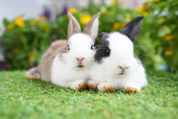 Jovens Dois Coelhos Bonitos Gardent Com Flores Minúsculas Flor Baby — Fotografia de Stock