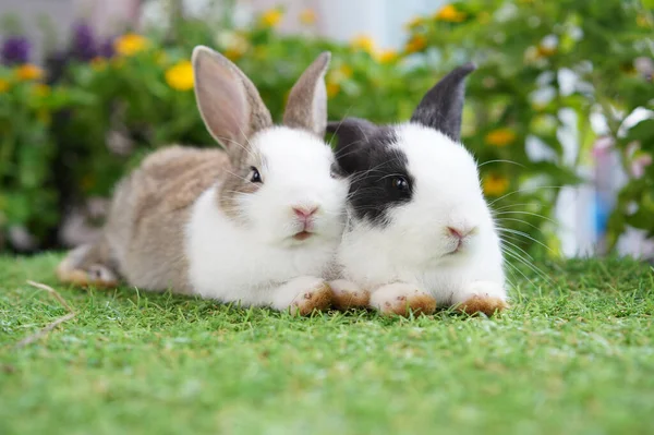 小さな花が咲く庭の若い2つのかわいいウサギ 春には植物園でうさぎが楽しめます — ストック写真